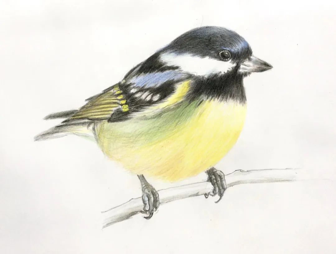 birdWatching