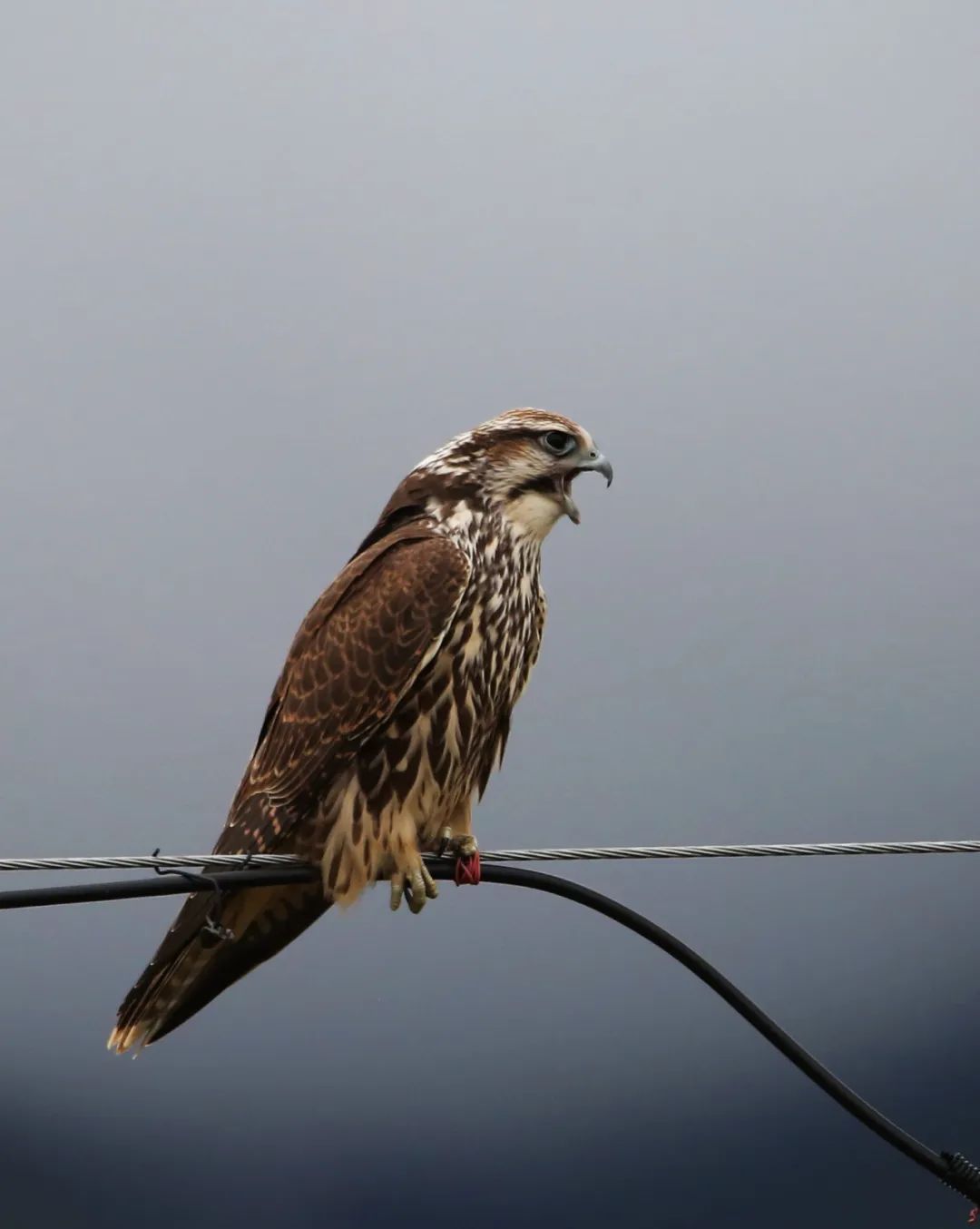 birdWatching