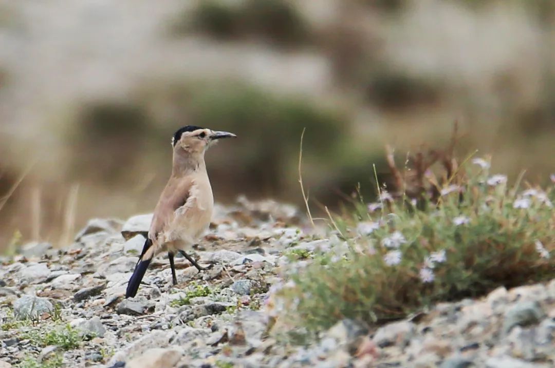 birdWatching