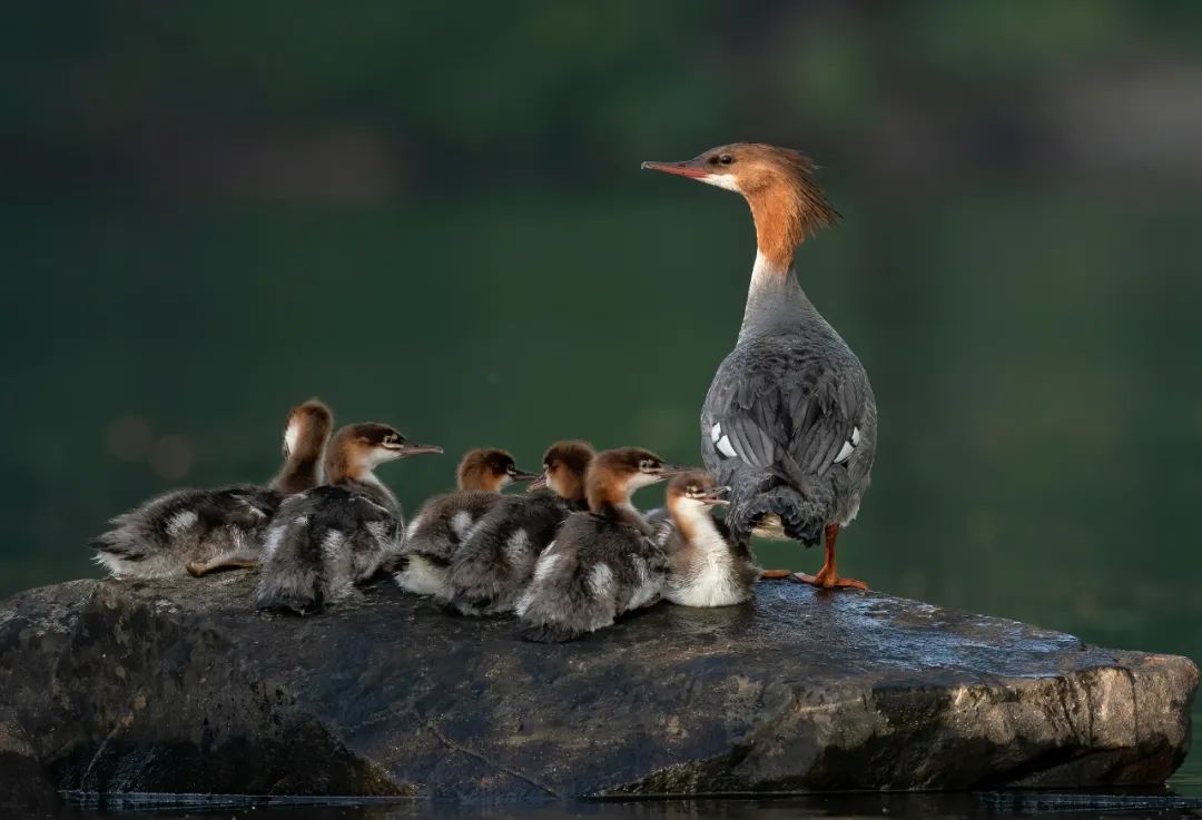 birdWatching