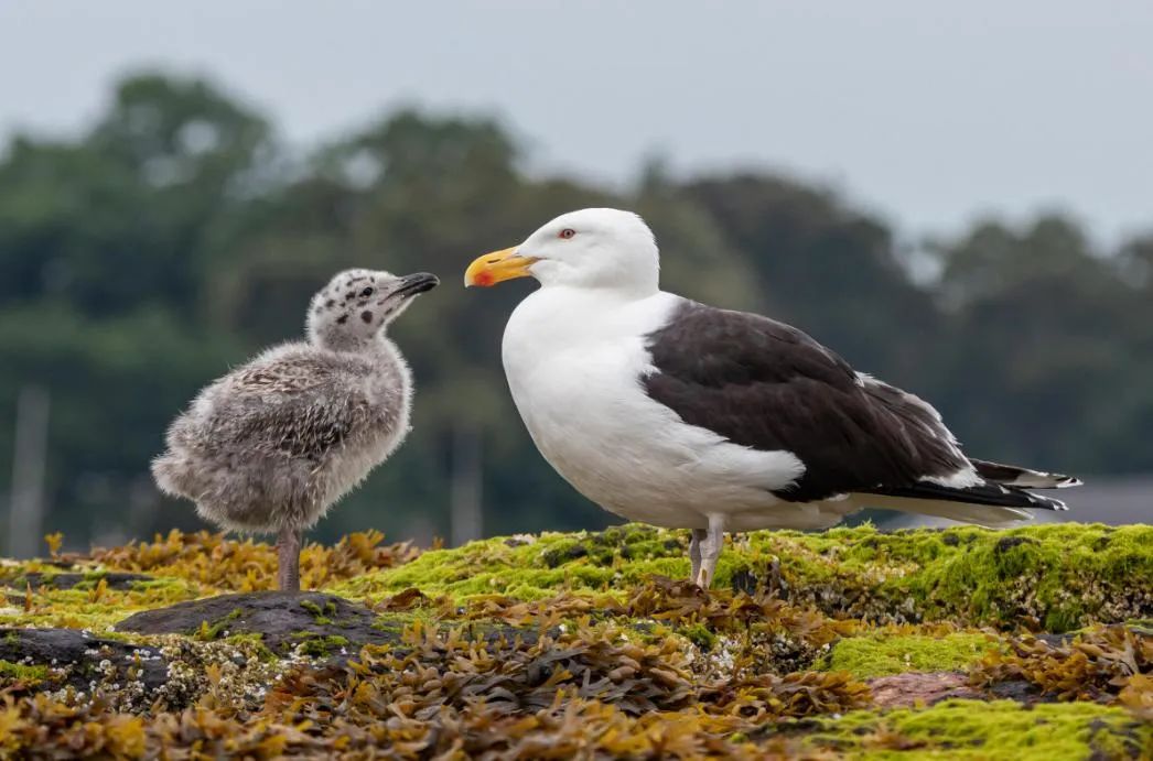 birdWatching