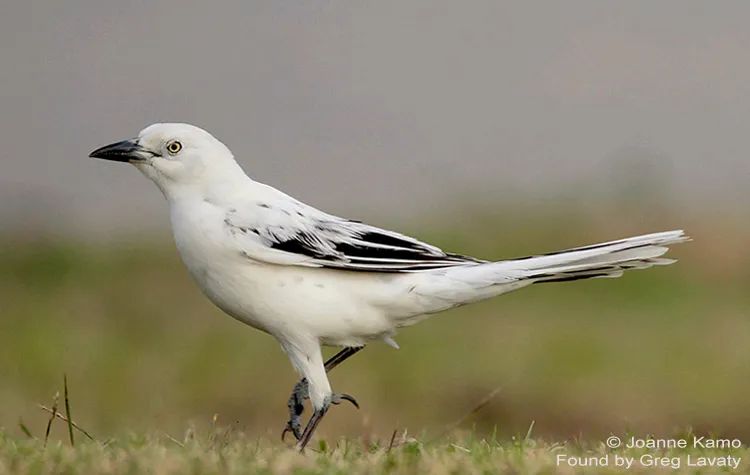 birdWatching