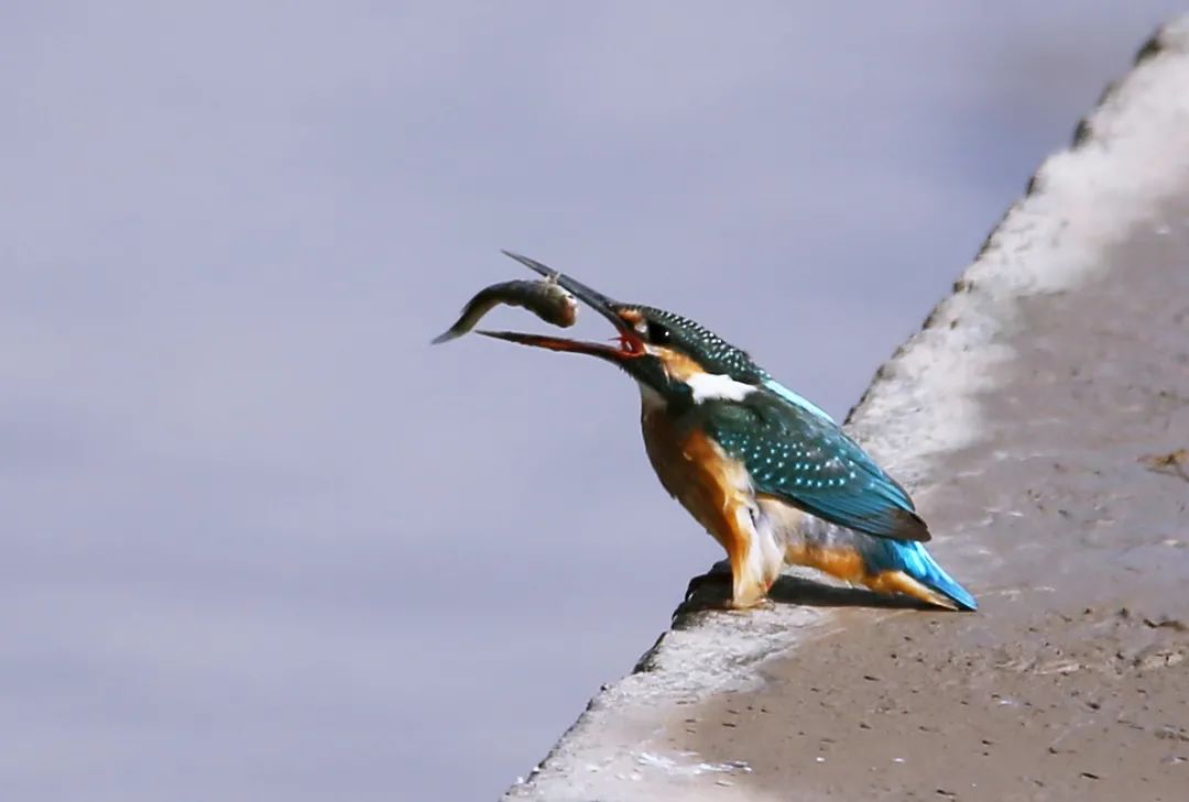 birdWatching