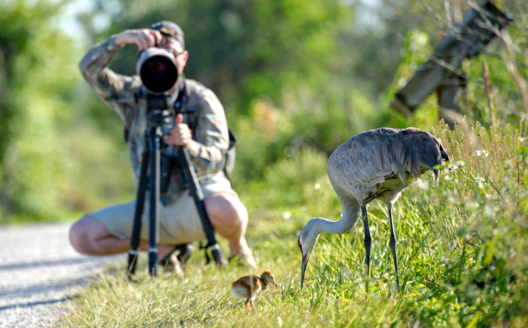 birdWatching birdWatching