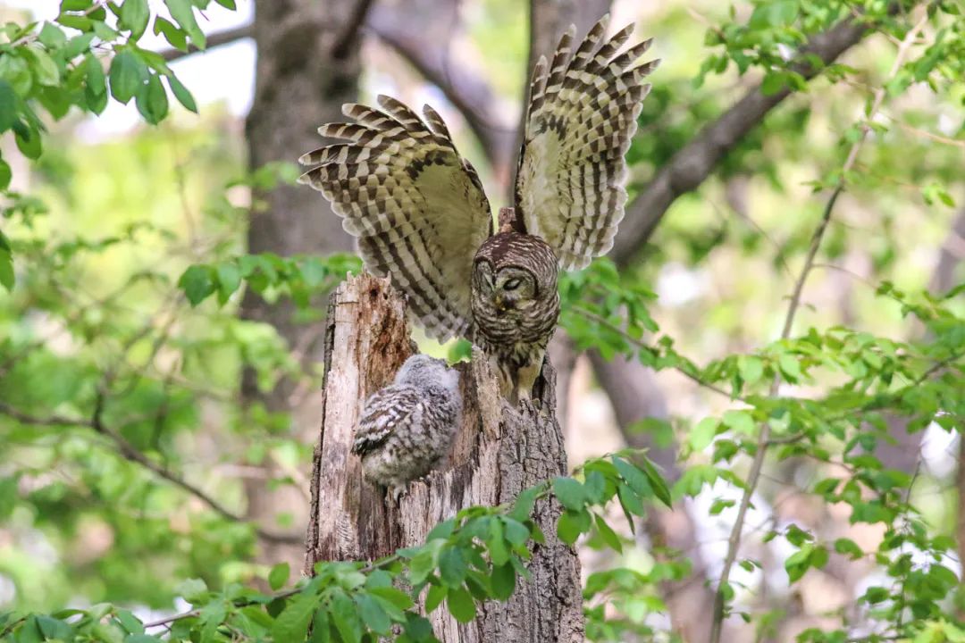 birdWatching