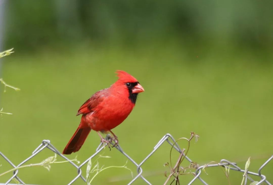 birdWatching