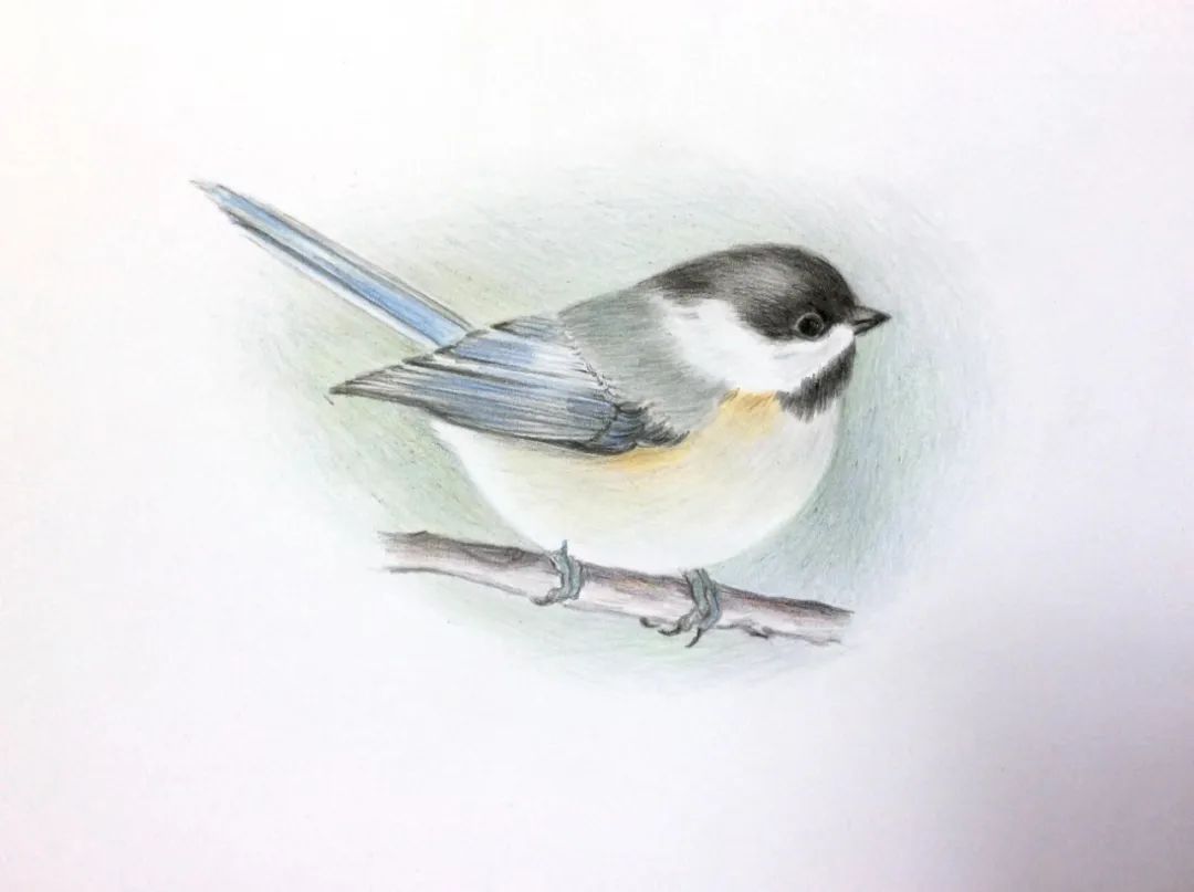 birdWatching