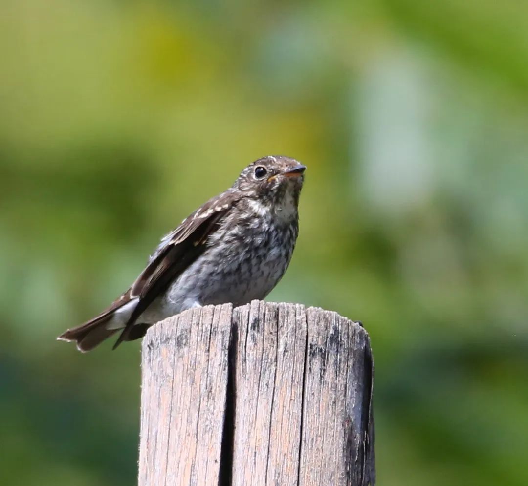 birdWatching