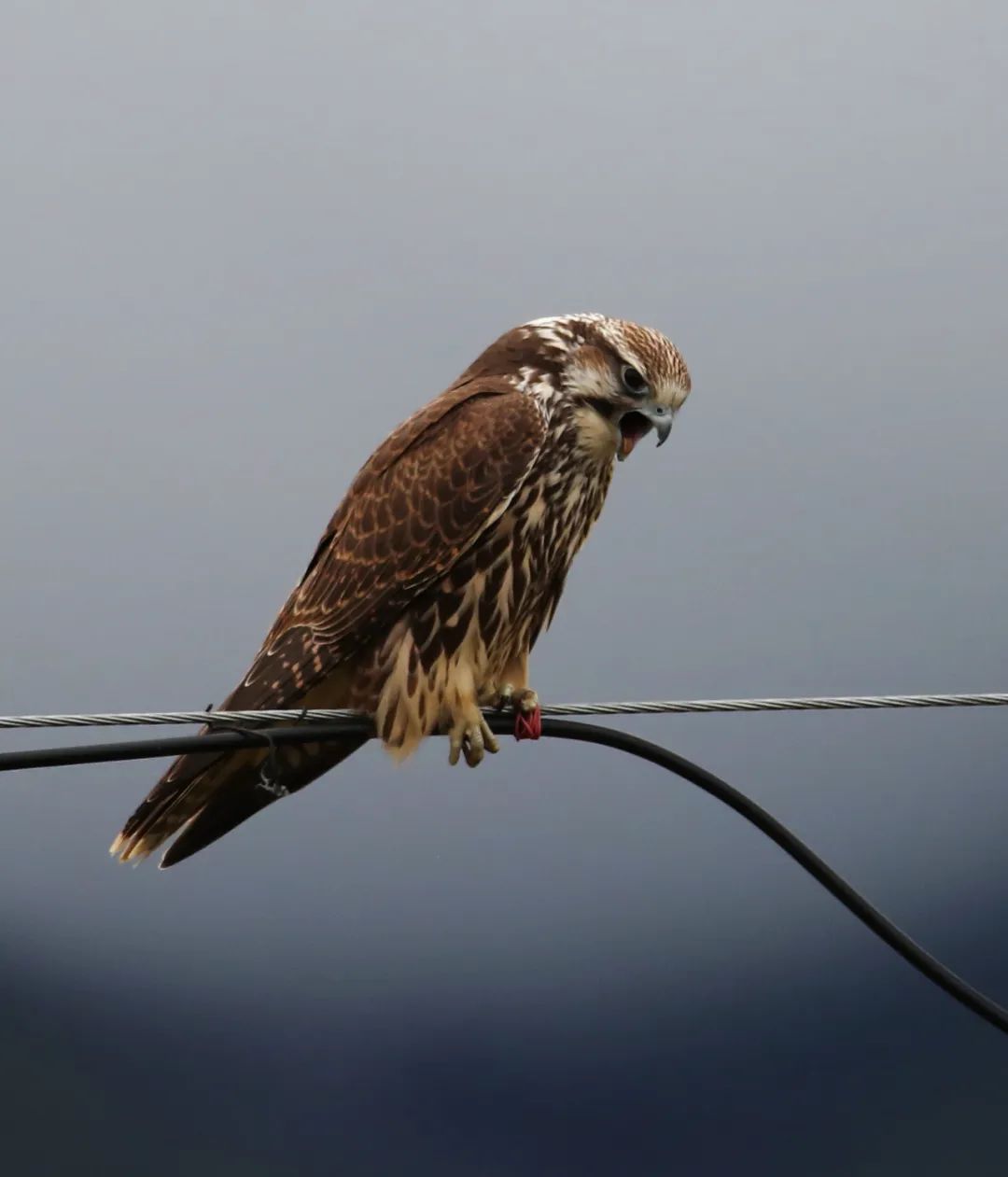 birdWatching