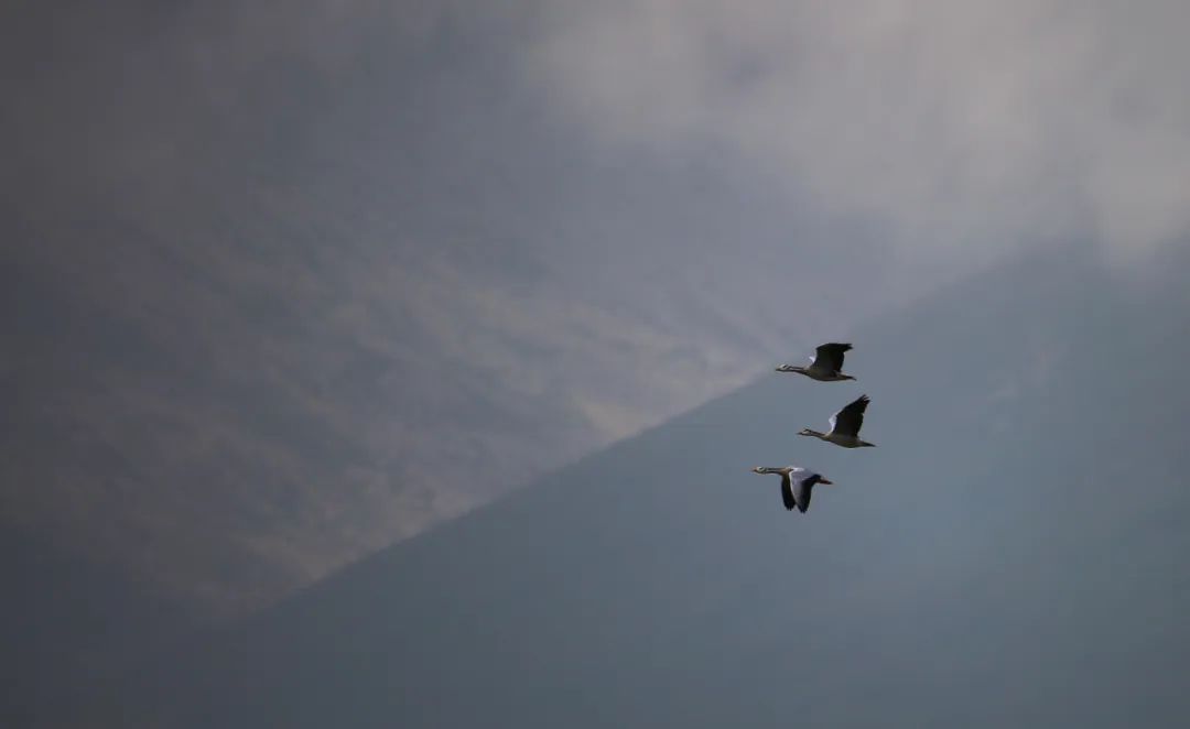 birdWatching