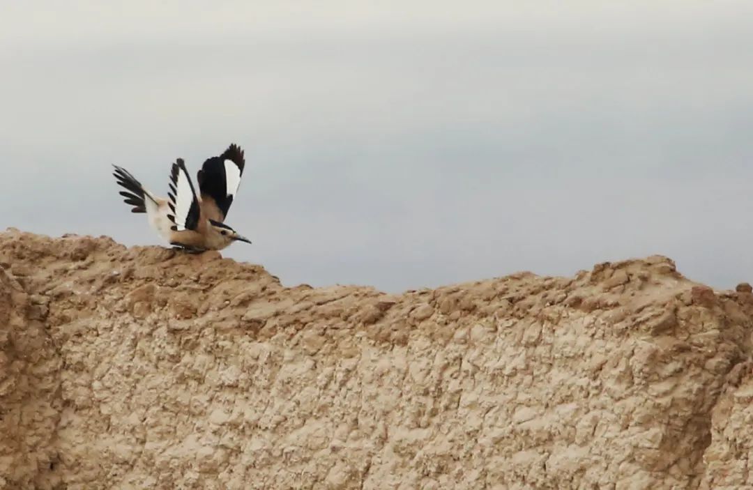 birdWatching