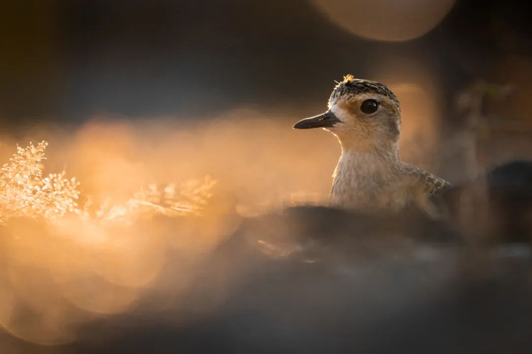 birdWatching