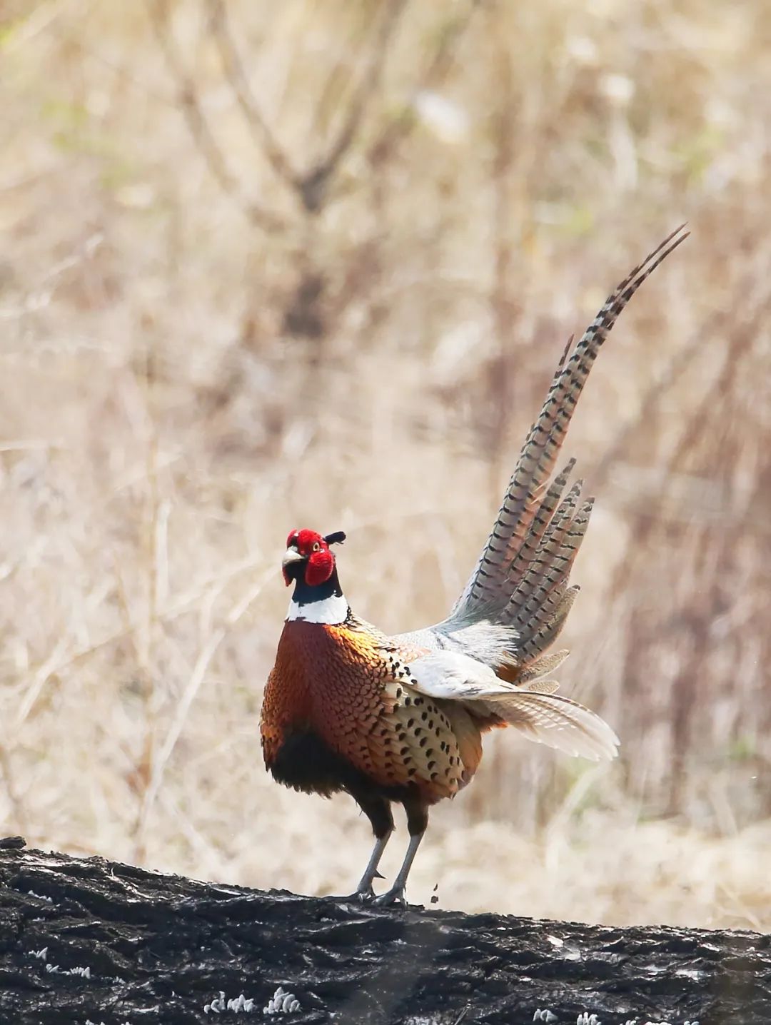 birdWatching