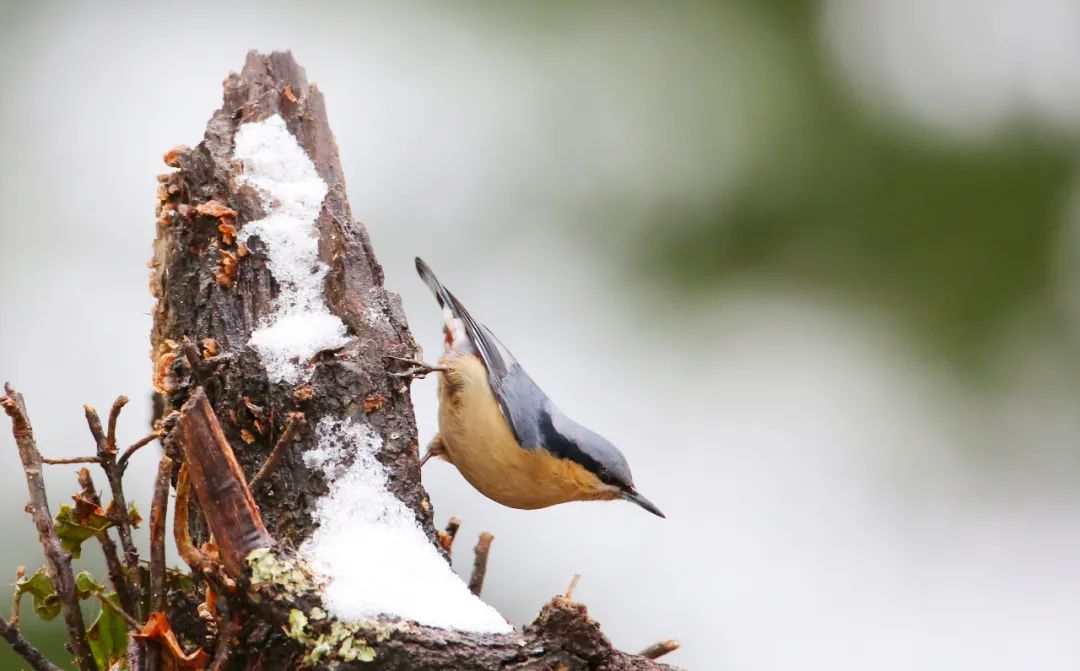 birdWatching