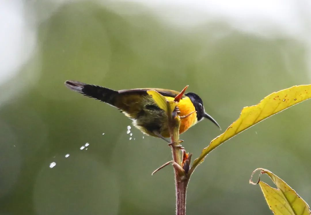 birdWatching