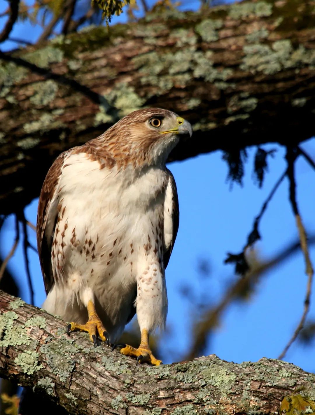 birdWatching