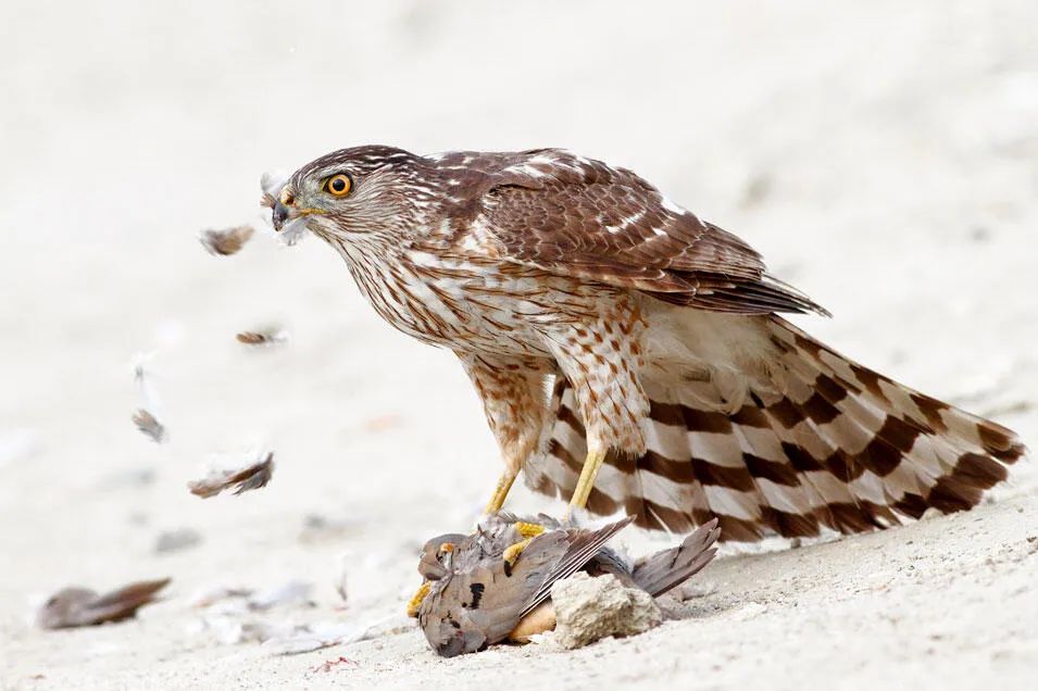 birdWatching