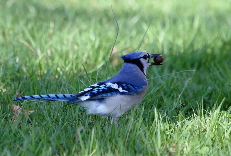 birdWatching