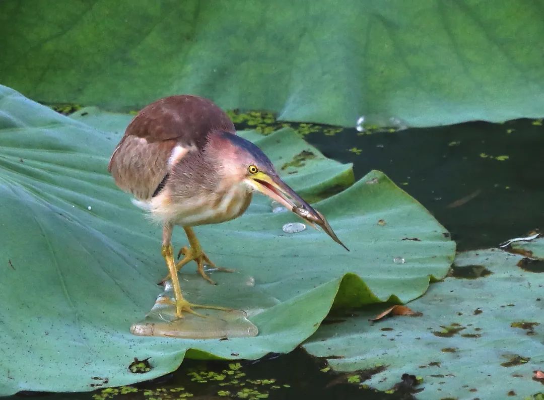 birdWatching