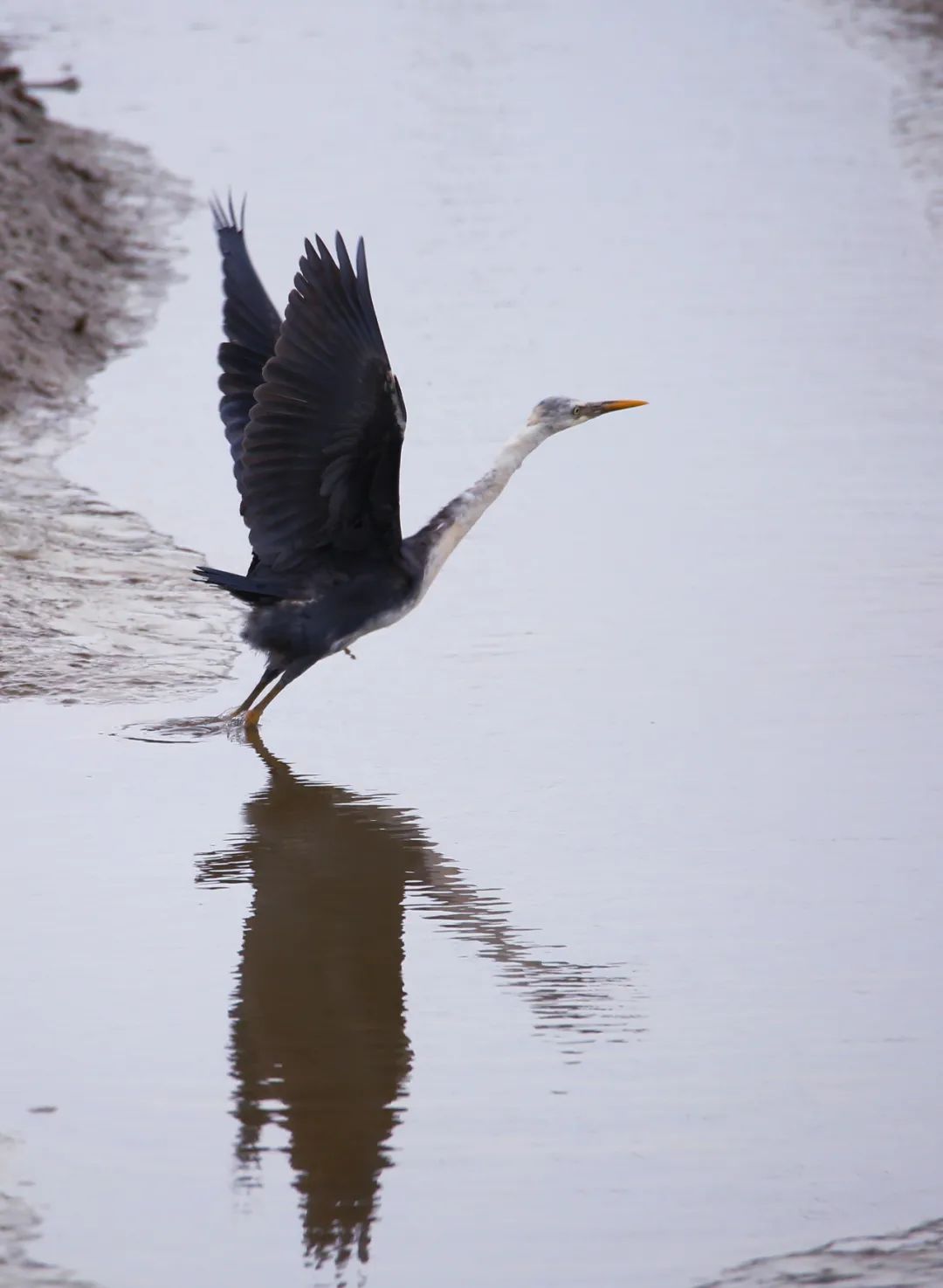 birdWatching