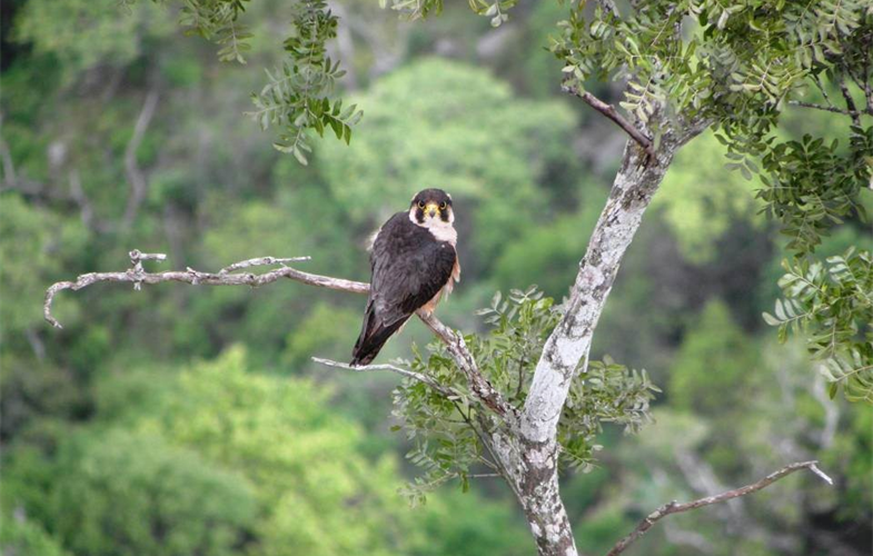 birdWatching