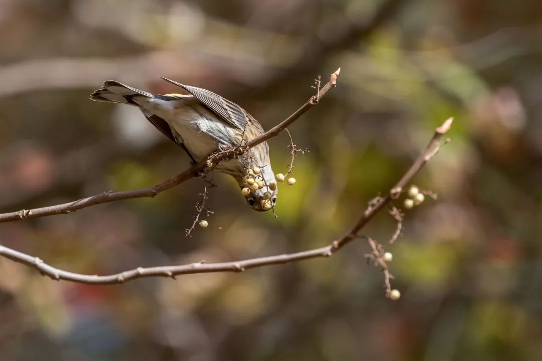 birdWatching