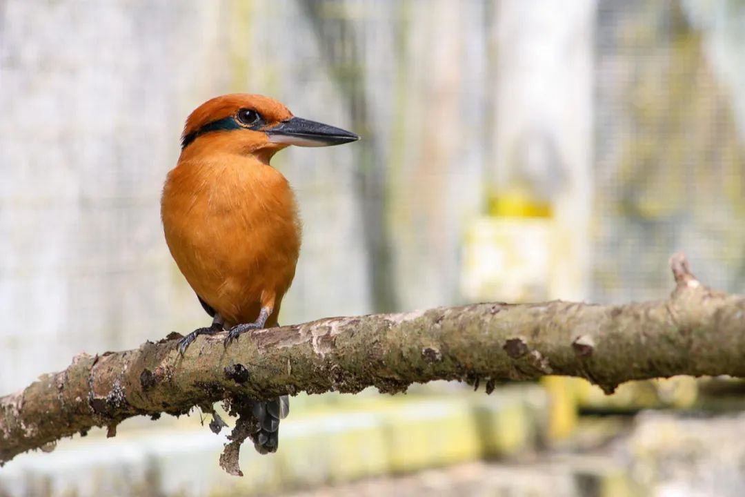 birdWatching