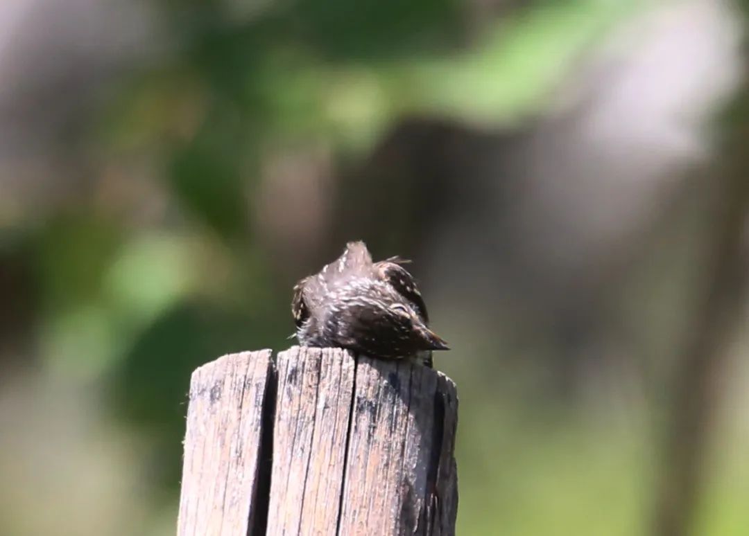 birdWatching