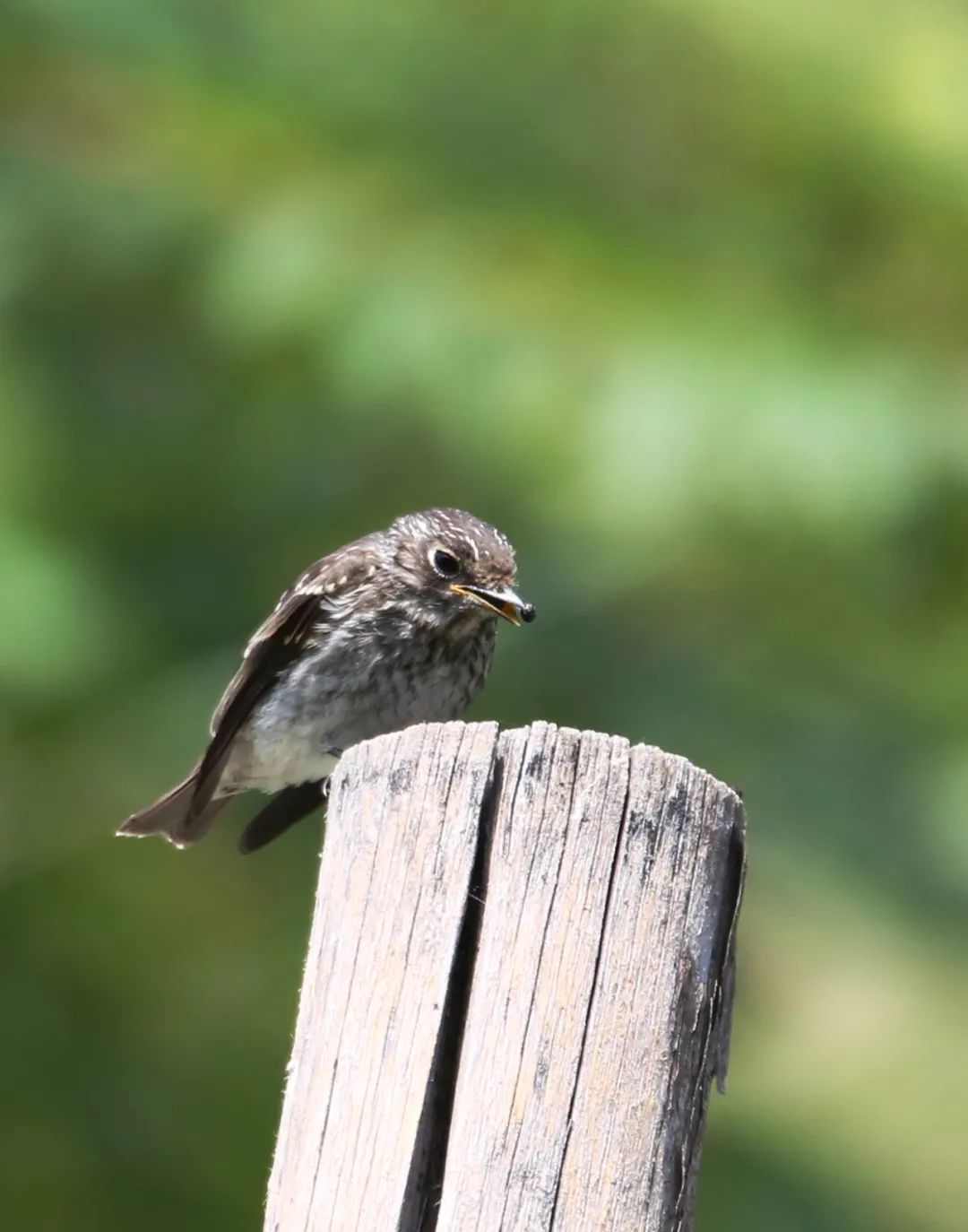 birdWatching
