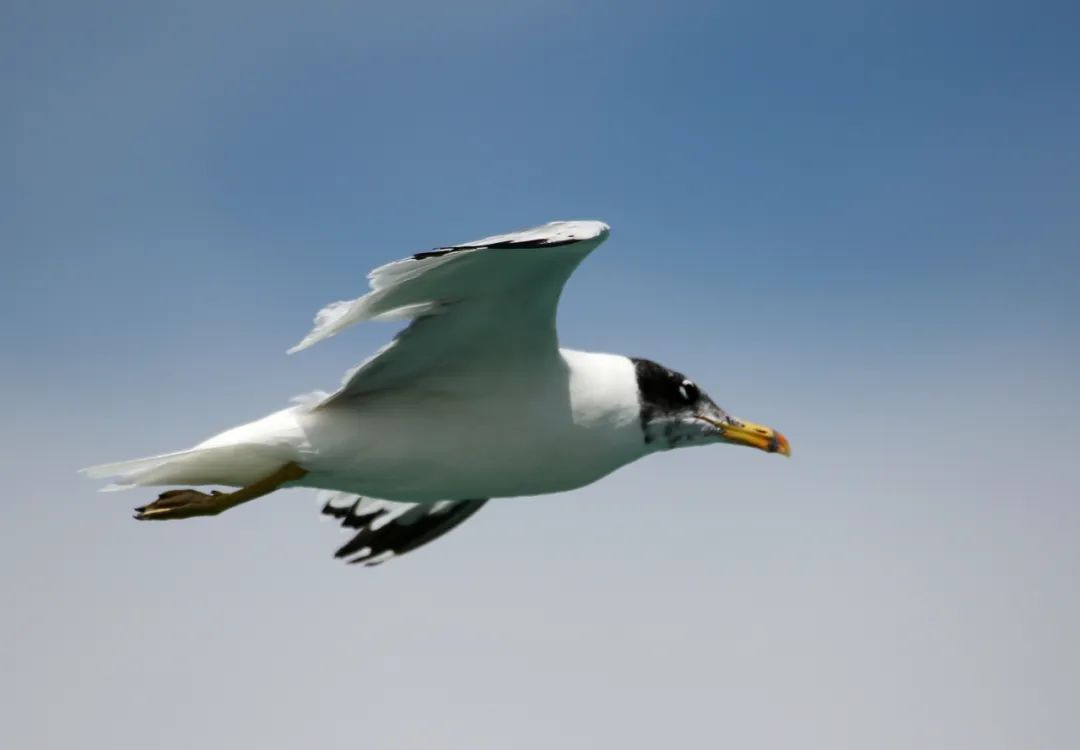 birdWatching