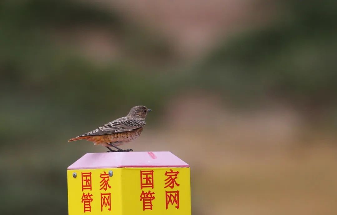 birdWatching