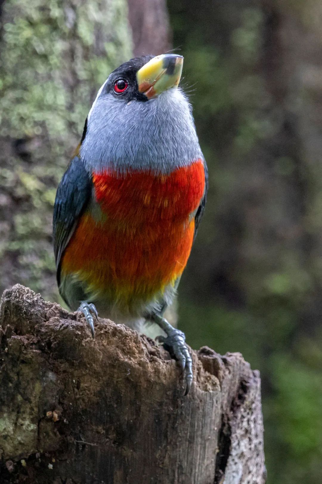 birdWatching