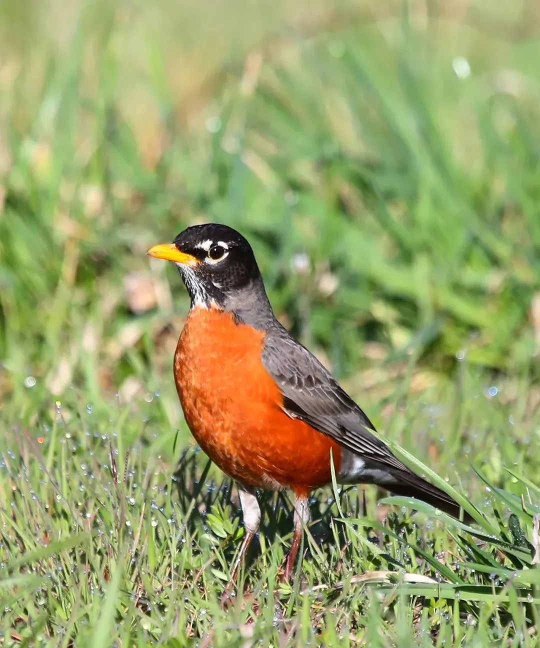 birdWatching