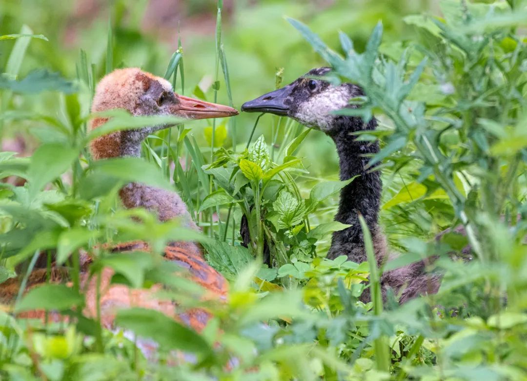 birdWatching