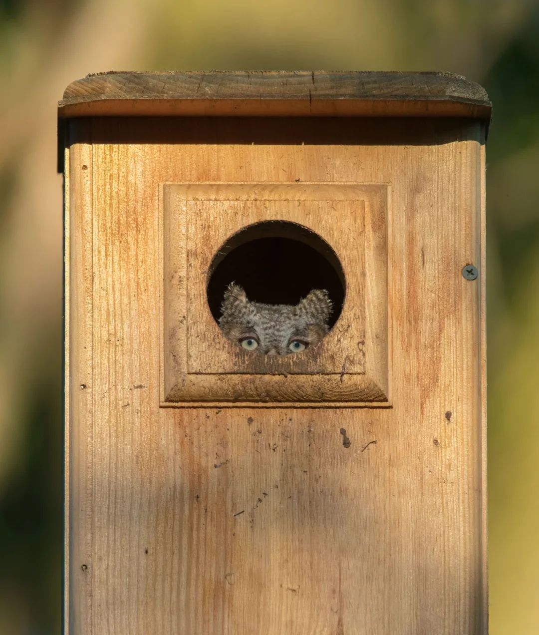 birdWatching birdWatching
