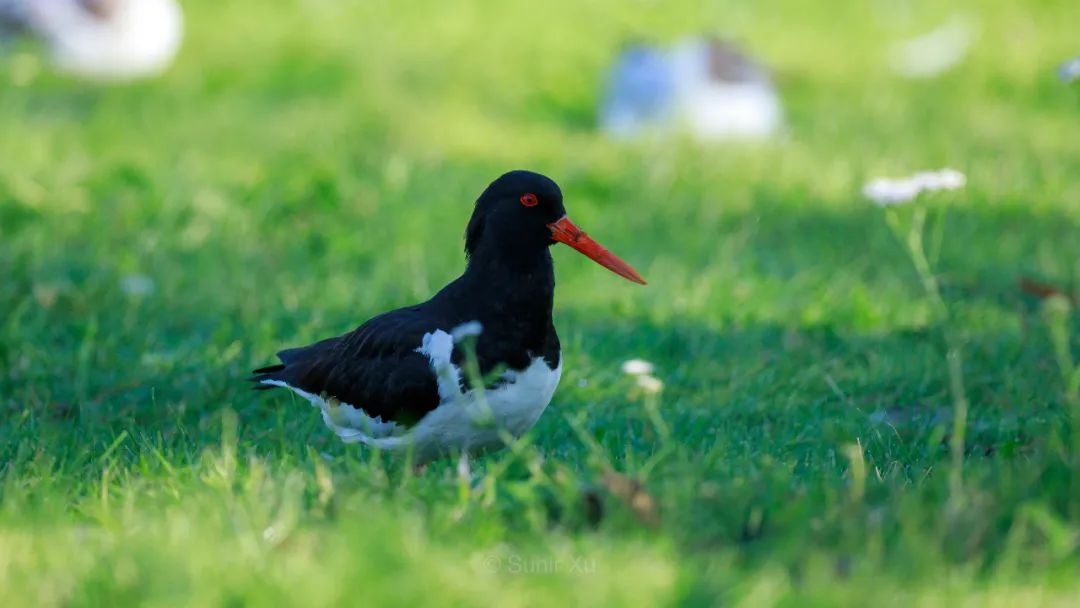 birdWatching