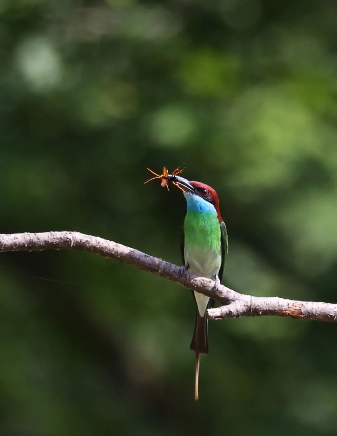birdWatching