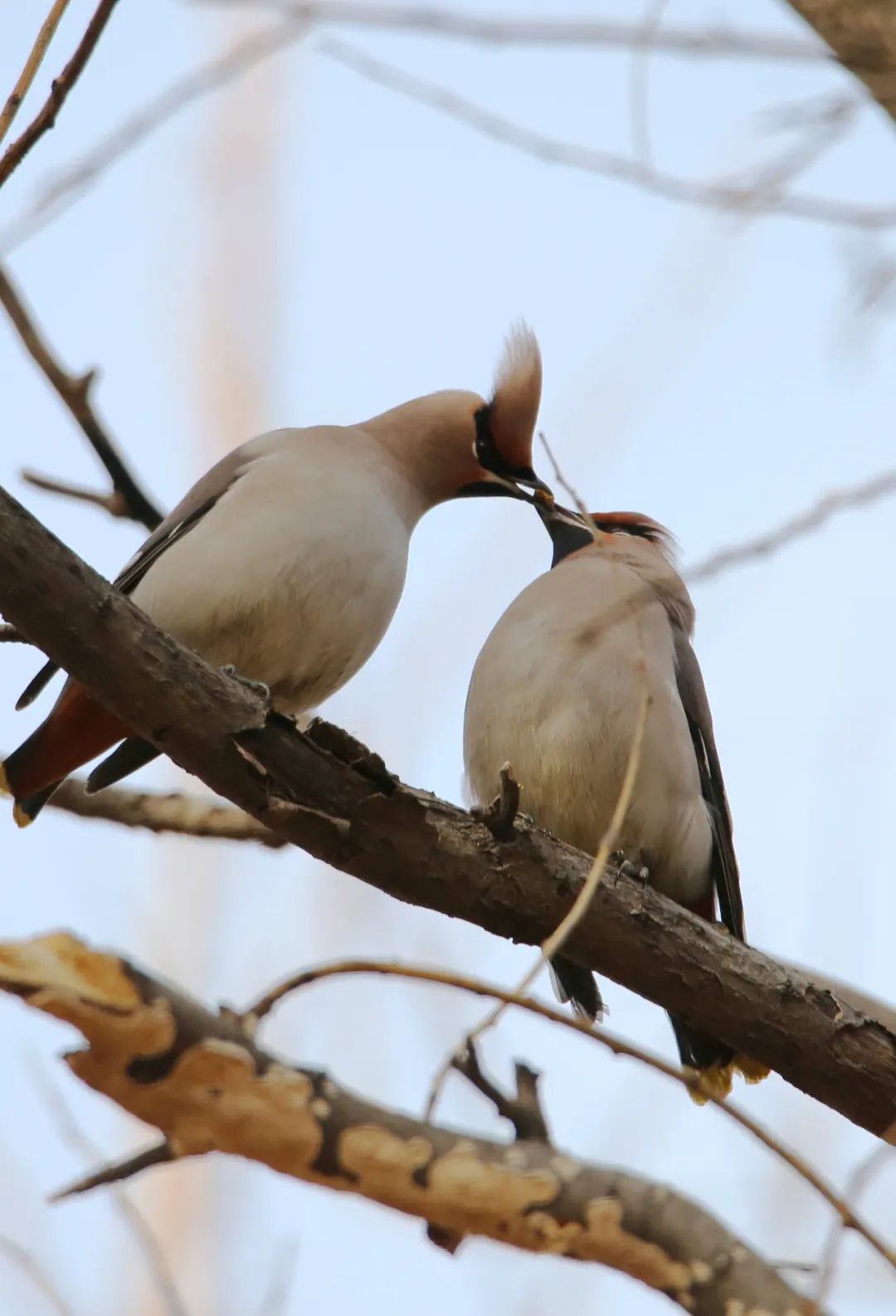 birdWatching