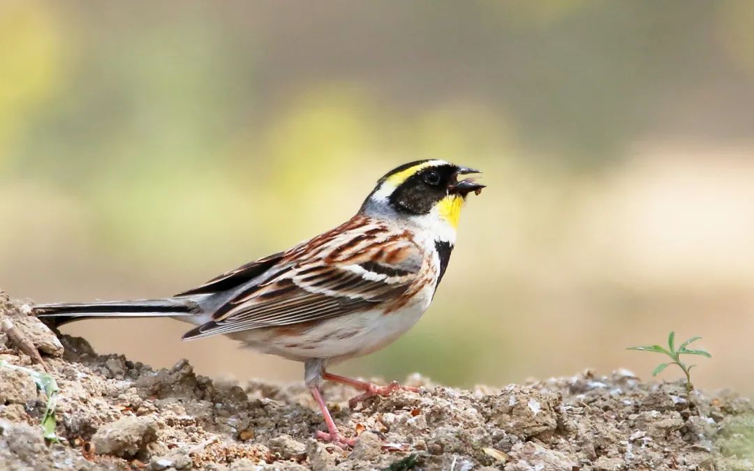 birdWatching