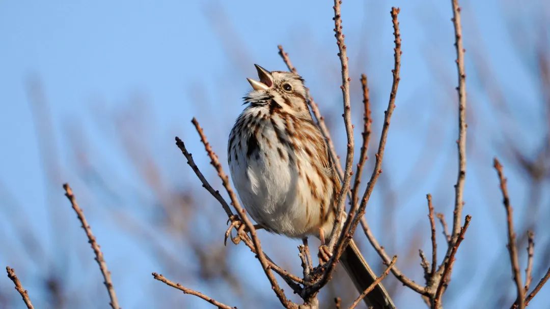 birdWatching