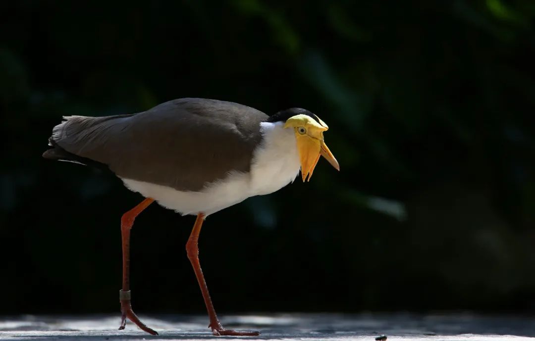 birdWatching