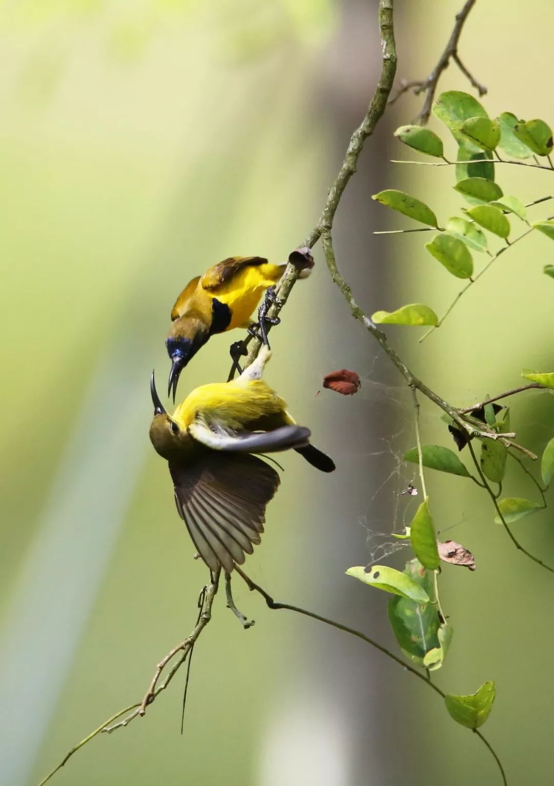 birdWatching