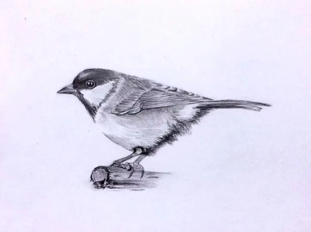 birdWatching