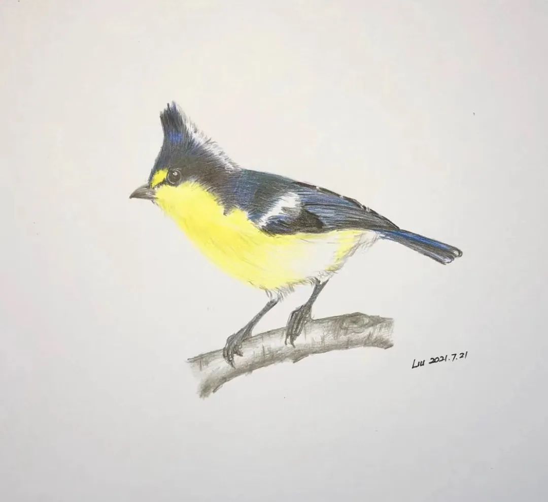 birdWatching