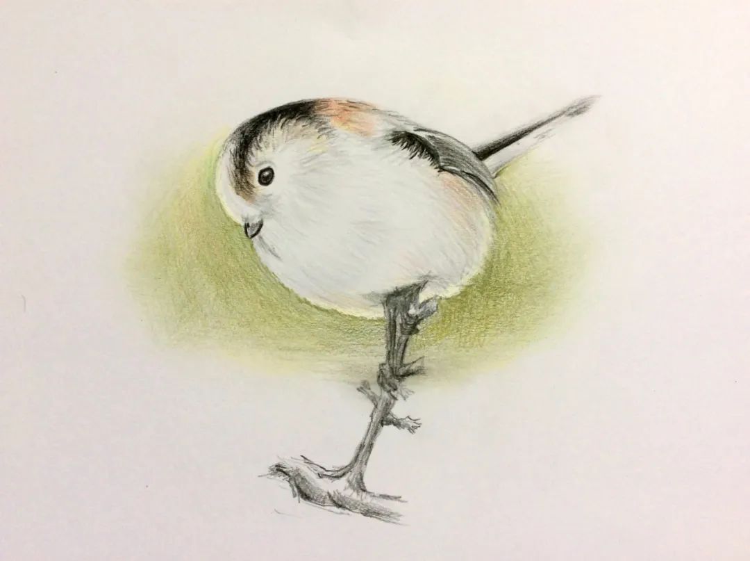 birdWatching