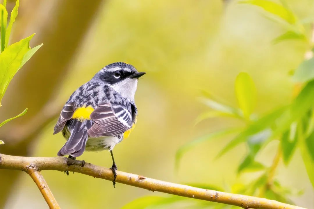 birdWatching