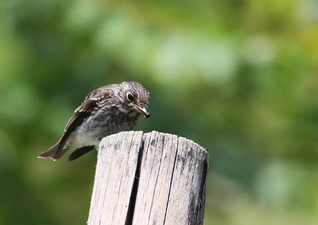 birdWatching