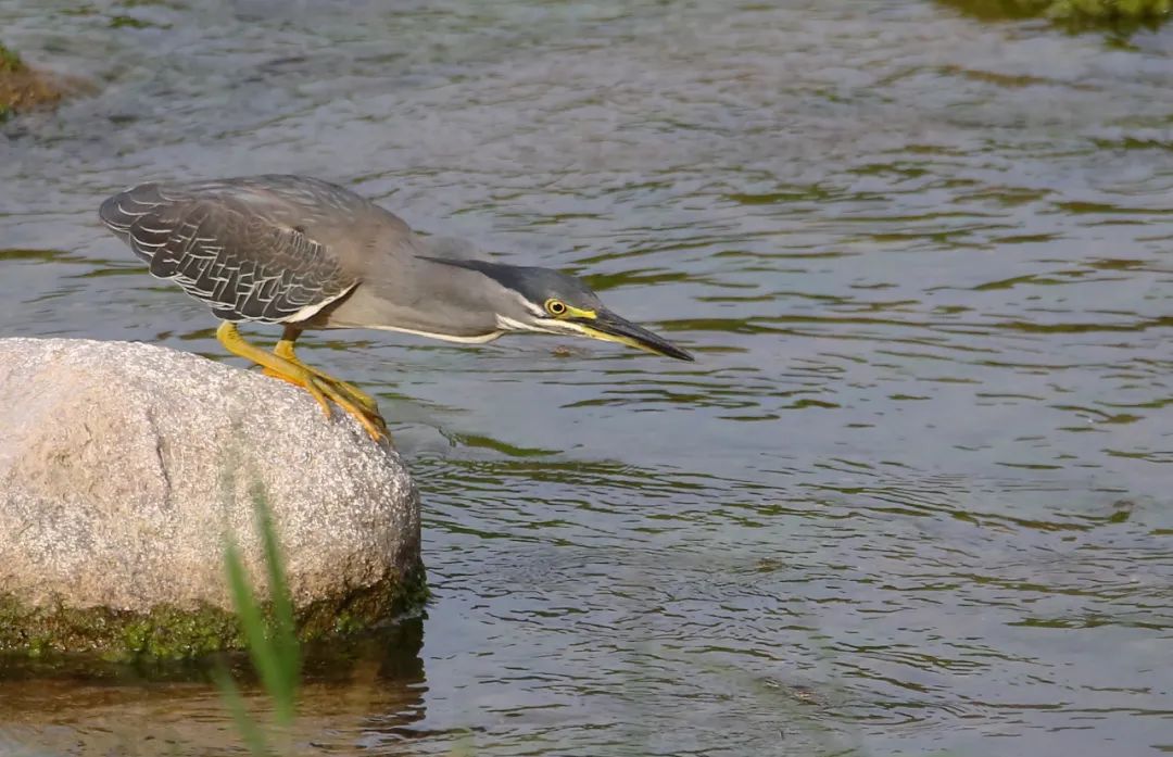 birdWatching
