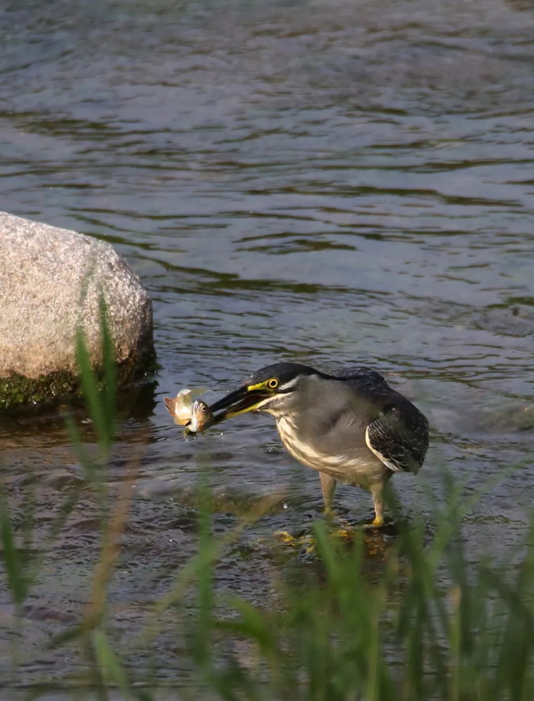 birdWatching