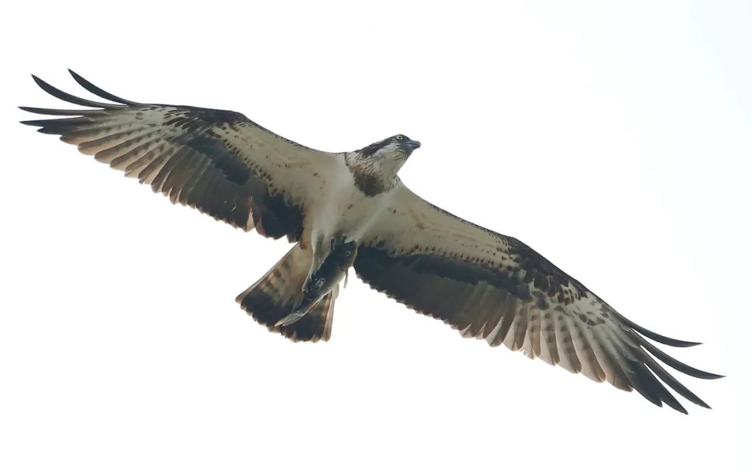 birdWatching